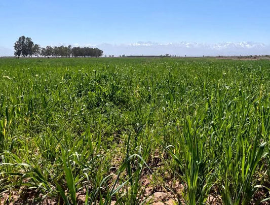 🇲🇦Terrain Constructible – 4 Hectares à 8 KM de Marrakech, Maroc